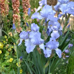 Iris Harriette Halloway