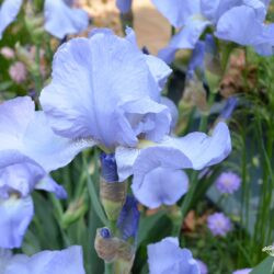 Iris Harriette Halloway