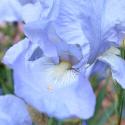 Iris Harriette Halloway