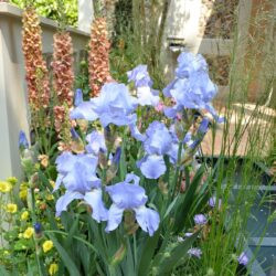 Iris Harriette Halloway