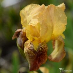 Iris Iris