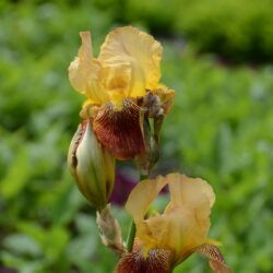 Iris Howard Weed
