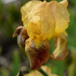 Iris Howard Weed