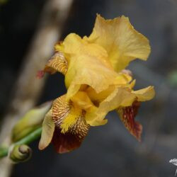 Iris Howard Weed
