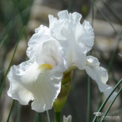 Iris Iris