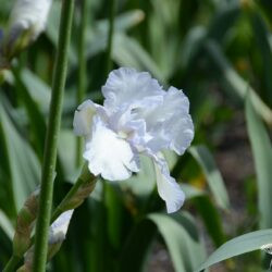 Iris Immortality