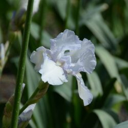 Iris Immortality