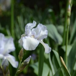 Iris Immortality