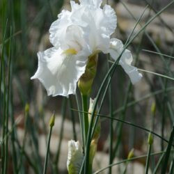 Iris Immortality