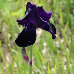 Iris Interpol