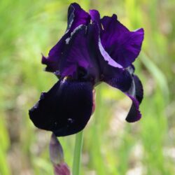 Iris Interpol