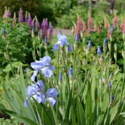 Iris Jane Phillips