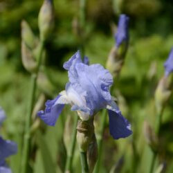Iris Jane Phillips