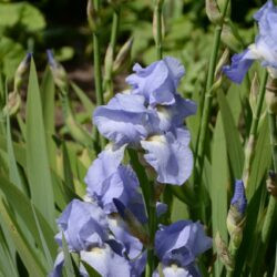 Iris Jane Phillips