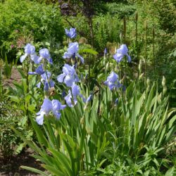 Iris Jane Phillips