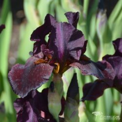 Iris Iris