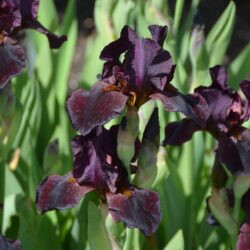 Iris Langport Wren