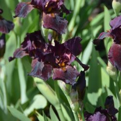 Iris Langport Wren