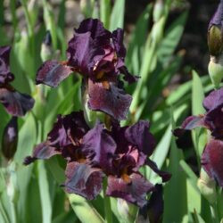 Iris Langport Wren