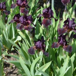 Iris Langport Wren
