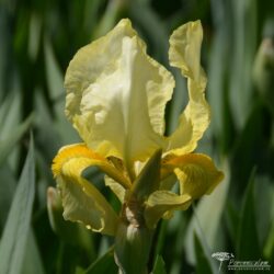 Iris Iris