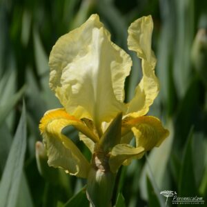 Iris Lime Fizz