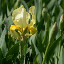 Iris Lime Fizz