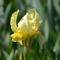 Iris Lime Fizz