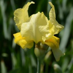 Iris Lime Fizz