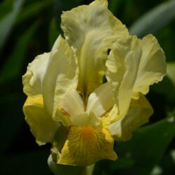 Iris Lime Fizz