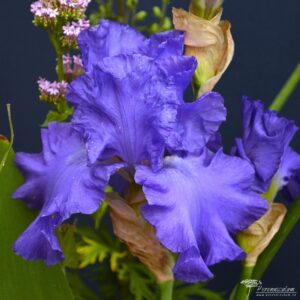 Iris Mer du Sud