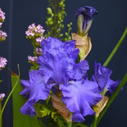 Iris Mer du Sud