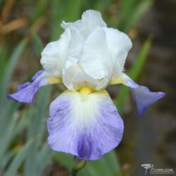 Iris Iris