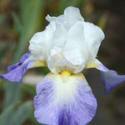 Iris Mission Ridge
