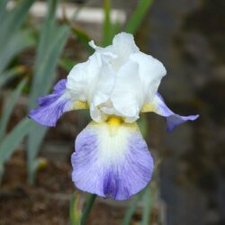 Iris Mission Ridge