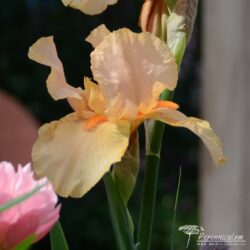 Iris Iris