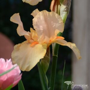 Iris Pink Charm