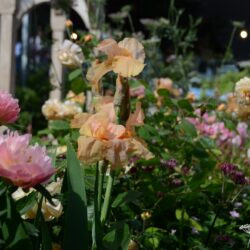 Iris Pink Charm