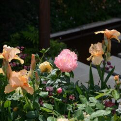 Iris Pink Charm