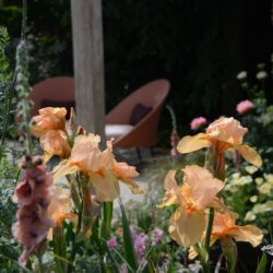 Iris Pink Charm