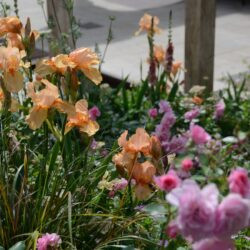 Iris Pink Charm