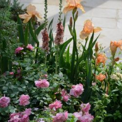 Iris Pink Charm