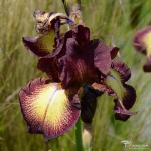 Iris Provencal
