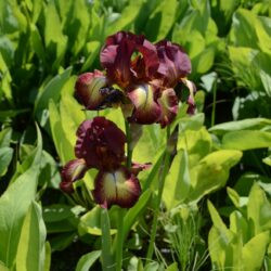 Iris Provencal