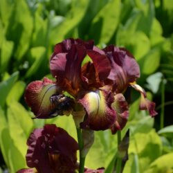 Iris Provencal