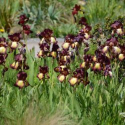Iris Provencal