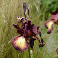 Iris Provencal