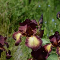 Iris Provencal