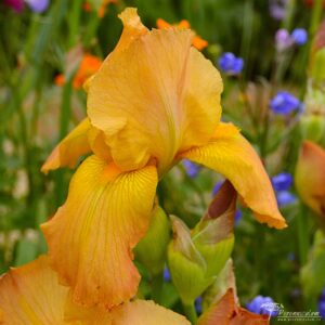Iris Rocket
