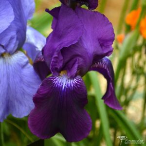 Iris Sable